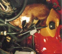 Vérdíj a gumik rémére