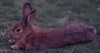 Hatból egy nyuszi az autók áldozata