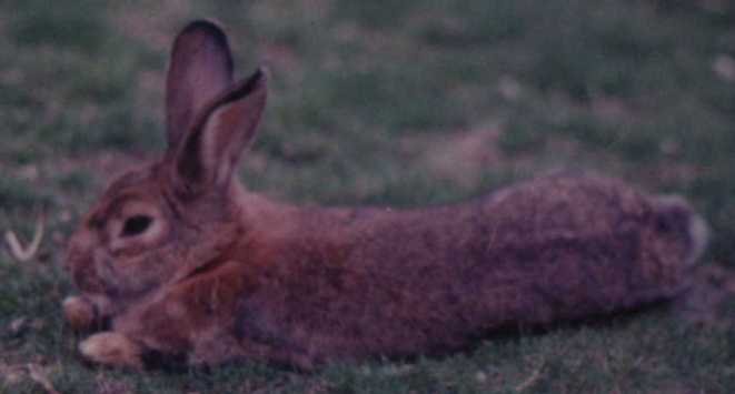 Hatból egy nyuszi az autók áldozata