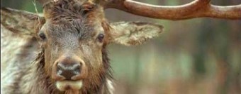 Részeg jávorszarvasok Skandináviában