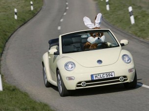 Nyuszika a volánnál