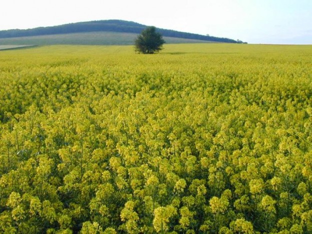 Francia dízelhibrid jövőre