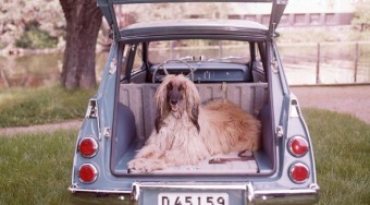 Állatok az autósokért