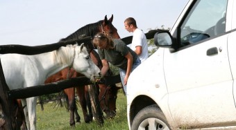 Használt autó: Suzuki Ignis