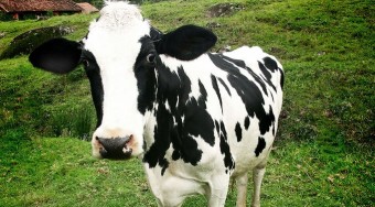 Gázolajat tehénből!