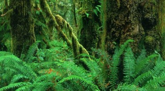 Veszélyes lehet a bioüzemanyag