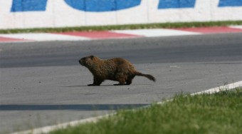 A hód a hibás - videó