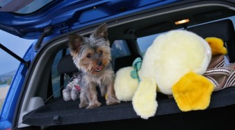 Mennyi állat van az autóban!