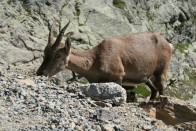 Hegymenetben a Mont Blanc-ra 48