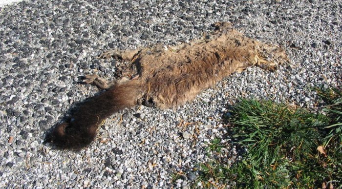 Mi legyen az áldozattal? 6 | Vezess Nem alszik