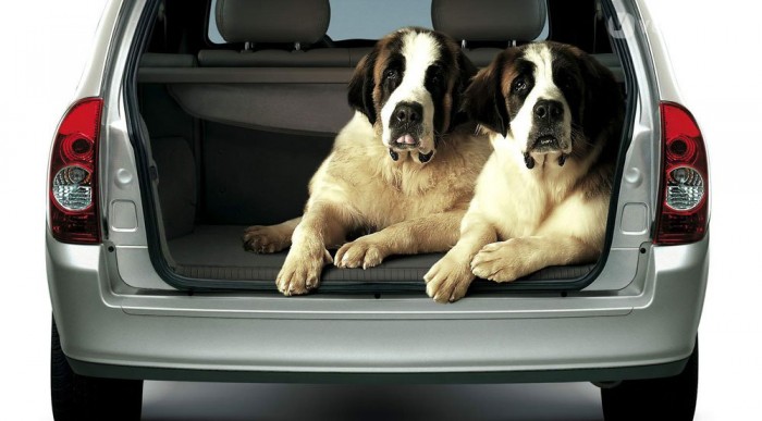 Egy váratlan pillanatban ránk folyathatják a nyálukat