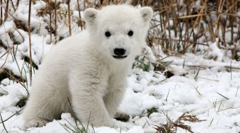 Az állatoknak is jó a kötelező biztosítás