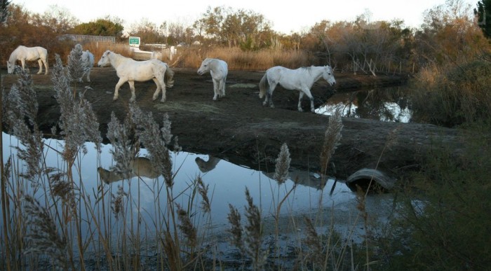 Camargu-i paripák sarat legelnek