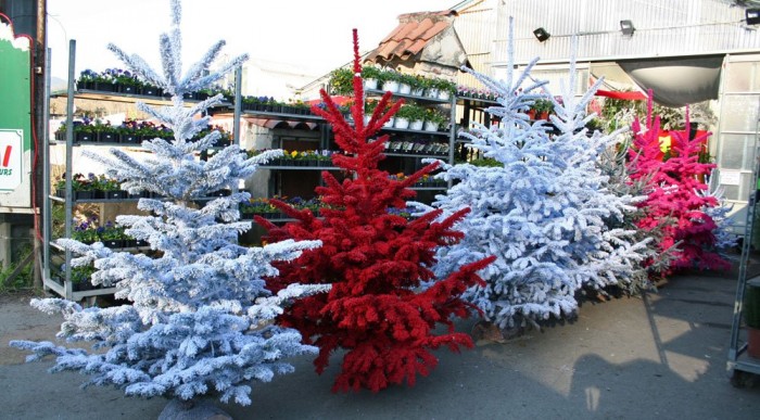 Valami francia hóbort lehet a fenyőfestés