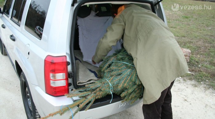 Rongy nélkül a tűlevél győz