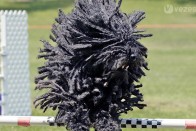 Puli