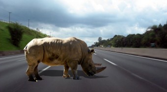 Autópálya állatoknak