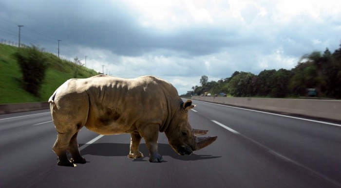 Autópálya állatoknak