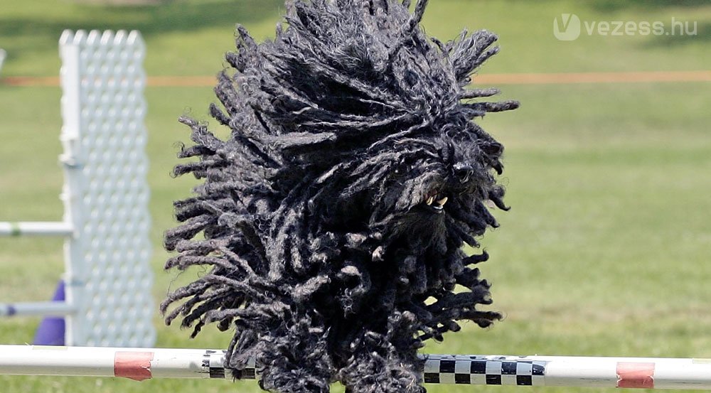 Puli