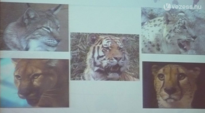 Hiúz, tigris, gepárd, puma, párduc