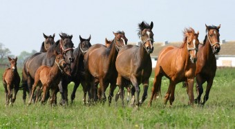 Lovak miatt változik a parkolási rend