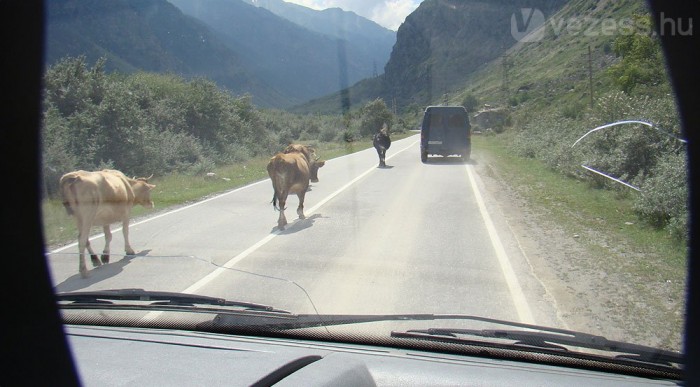 Tank nélkül a Kaukázusban 12 | Vezess A tehenek vonzódnak az aszfaltúthoz