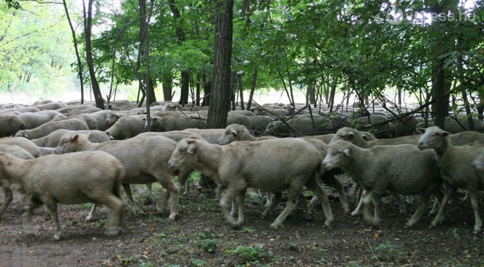 Pont előttünk vonultak el