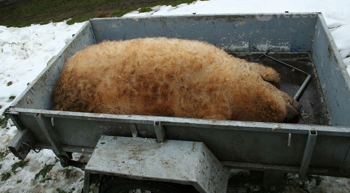 18731_173544_1000x700