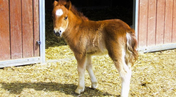 Új Colt: A Swift volna az etalon? 10 | Vezess Mini paripa