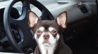 Állatok az autóiparban