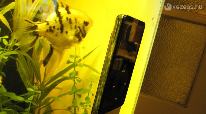 Ez az új divat, már a halaknak is jár a mobil