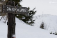 A rövid hómentes időszakban sarjadnak ki a virágok