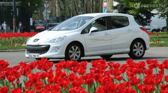 Zöld oroszlán a Fővárosi Állatkertben