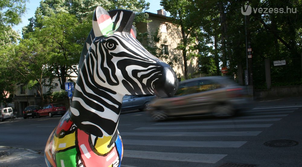 19 zebra készült összesen