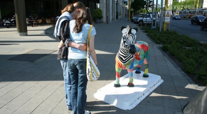 Nagy sikere van a zebráknak