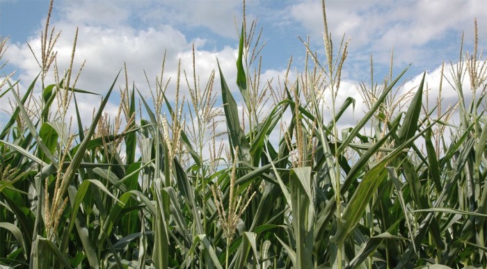 Hazánkban a Bioetanol kukoricából készül