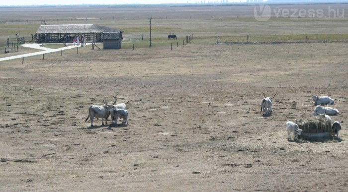 Puszta szürke marhákkal