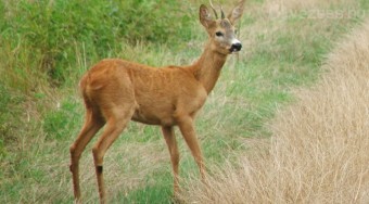 Őzhulla a kalaptartón