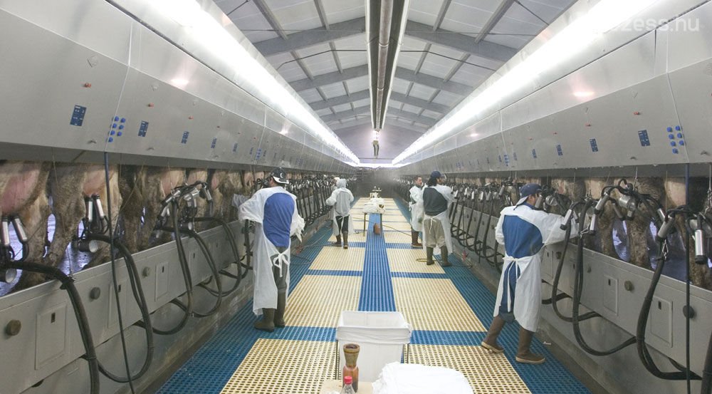 Nagyüzemi fejés: ismét drágul az autózás