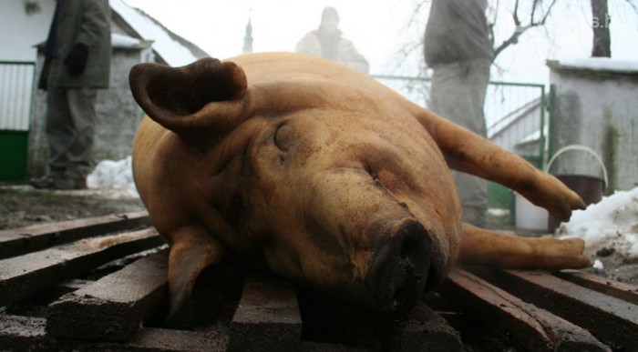 Mi van, ha mégis disznót vágunk? 