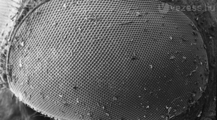 Légyszem egész közelről