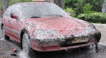 Hernyótámadás Hollandiában