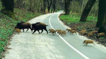 Prizmával a vadak ellen