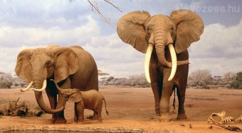 Az elefántok terepjárókként működnek