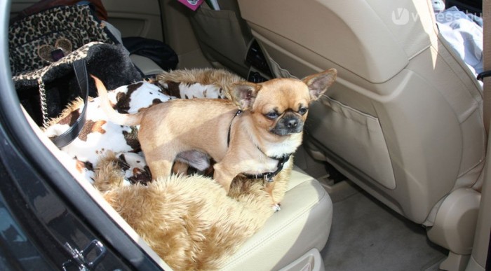 A kis Chihuahua Lia élete párja