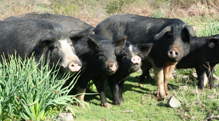 Vaddisznó is akad, de több kószál a háziasítottból