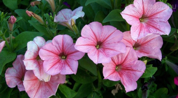 Virágot a kátyúkba