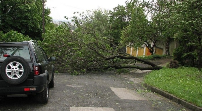 Alsózöldmáli út: lezárja egy fa