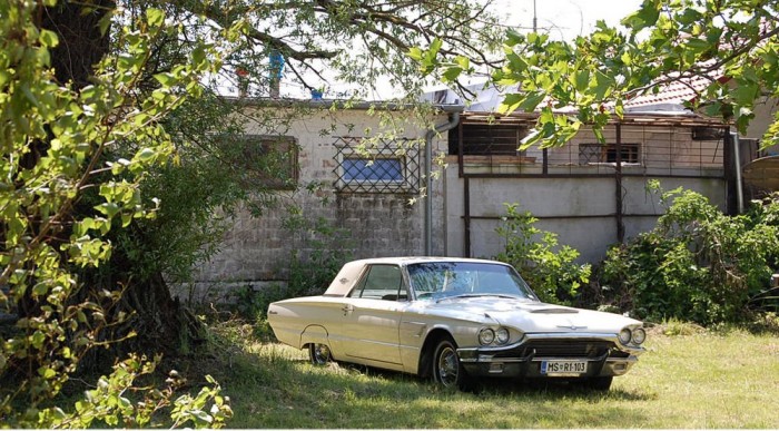 Magányos viharmadár