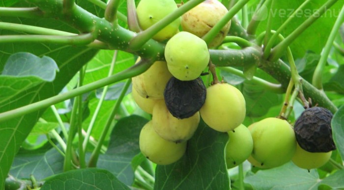 Ebből nyerik az olajat